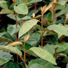 Elaeagnus x ebbingei, Silverberry, Live Plants and Shrubs   555103206
